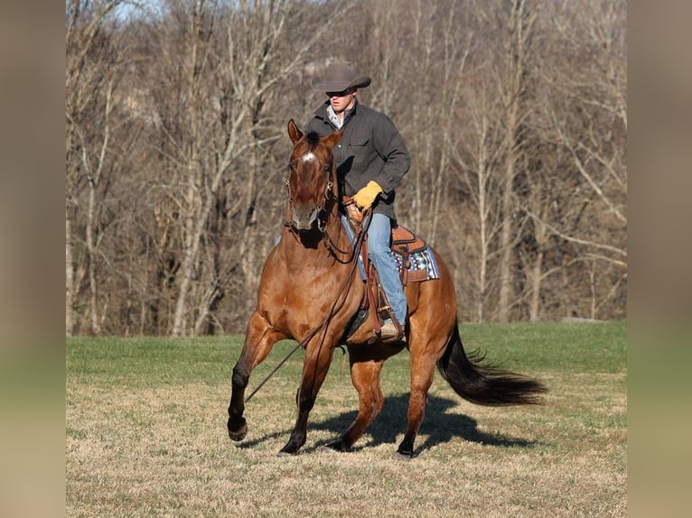 American Quarter Horse Castrone 13 Anni 155 cm Falbo in Somerset