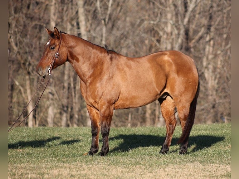 American Quarter Horse Castrone 13 Anni 155 cm Falbo in Somerset