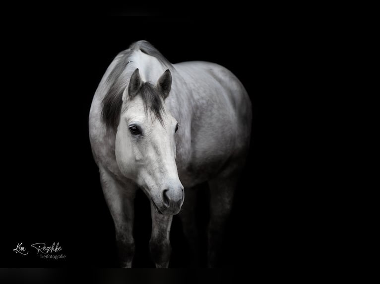 American Quarter Horse Castrone 13 Anni 155 cm Grigio in Grabau