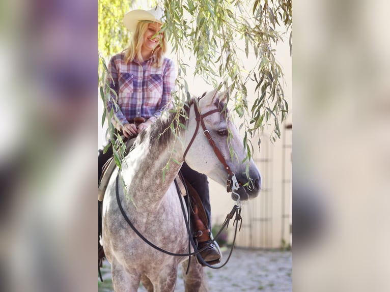 American Quarter Horse Castrone 13 Anni 155 cm Grigio in Grabau