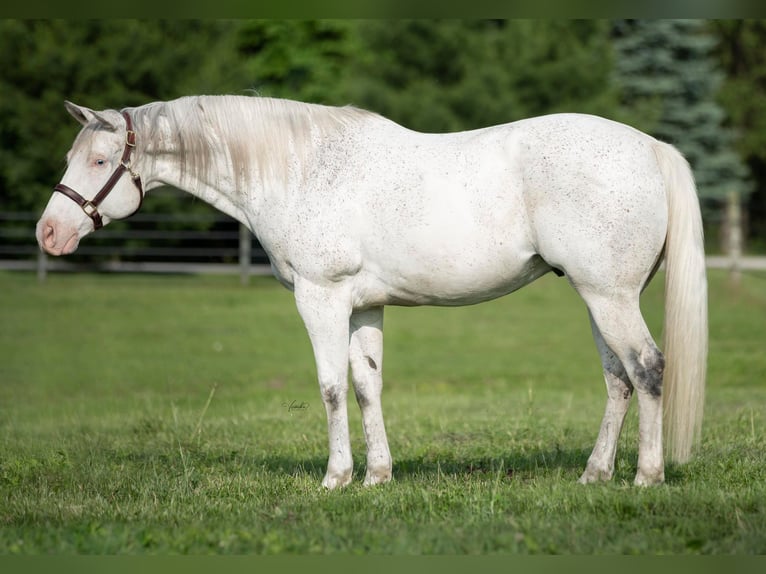 American Quarter Horse Castrone 13 Anni 155 cm Grigio in Danville IN