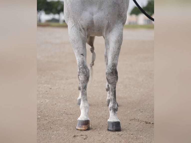 American Quarter Horse Castrone 13 Anni 155 cm Grigio in Weatherford