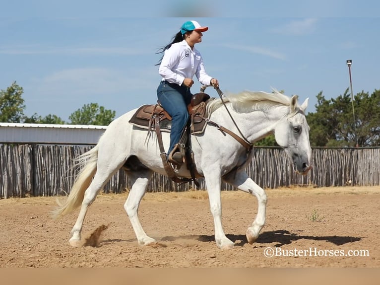American Quarter Horse Castrone 13 Anni 155 cm Grigio in Weatherford, TX