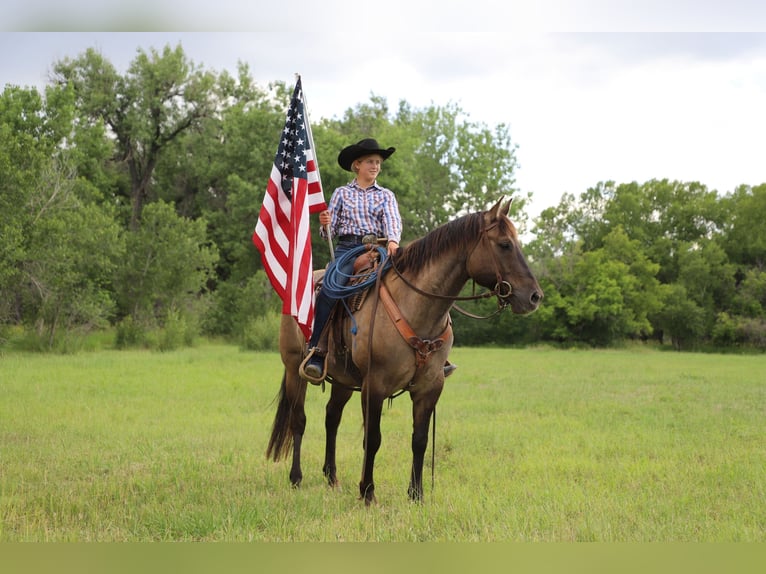 American Quarter Horse Castrone 13 Anni 155 cm Grullo in Nunn CO