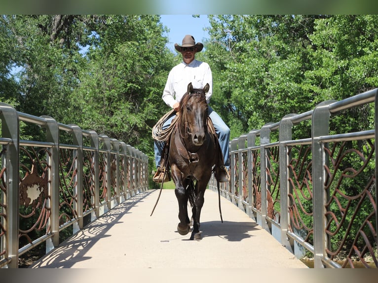 American Quarter Horse Castrone 13 Anni 155 cm Grullo in Nunn CO