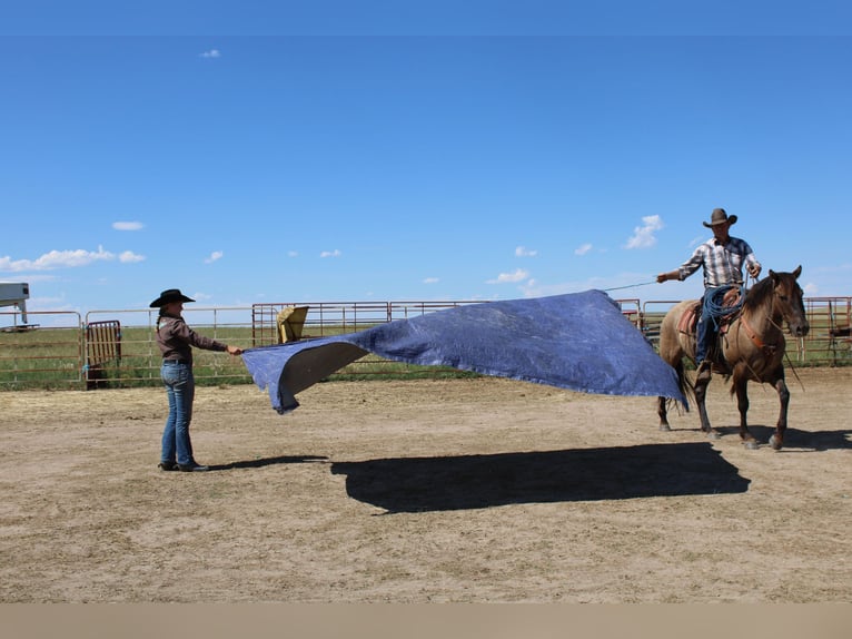 American Quarter Horse Castrone 13 Anni 155 cm Grullo in Nunn CO