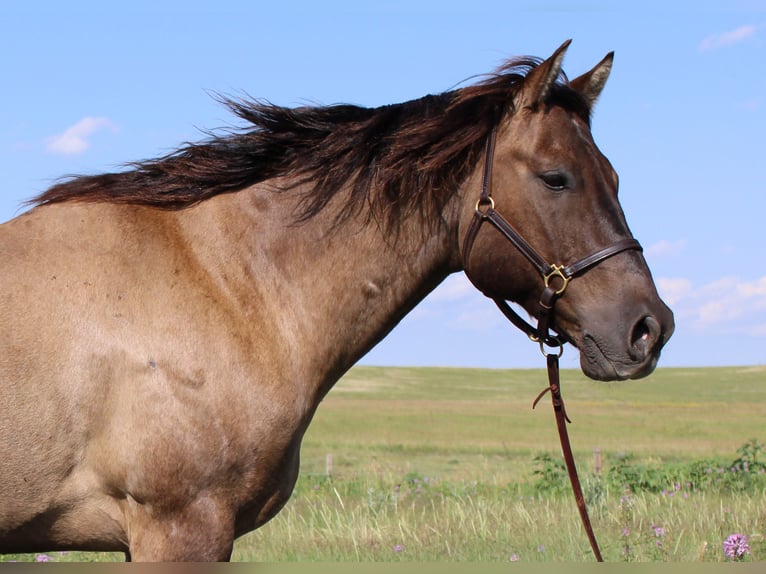 American Quarter Horse Castrone 13 Anni 155 cm Grullo in Nunn CO