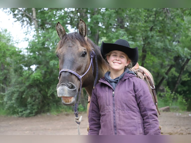 American Quarter Horse Castrone 13 Anni 155 cm Grullo in Nunn CO