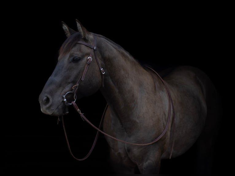 American Quarter Horse Castrone 13 Anni 155 cm Grullo in Nunn CO