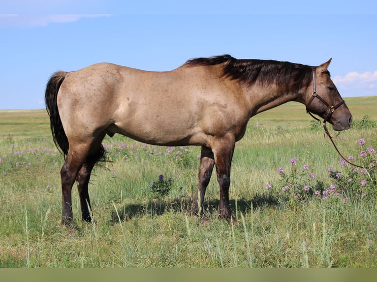 American Quarter Horse Castrone 13 Anni 155 cm Grullo in Nunn CO