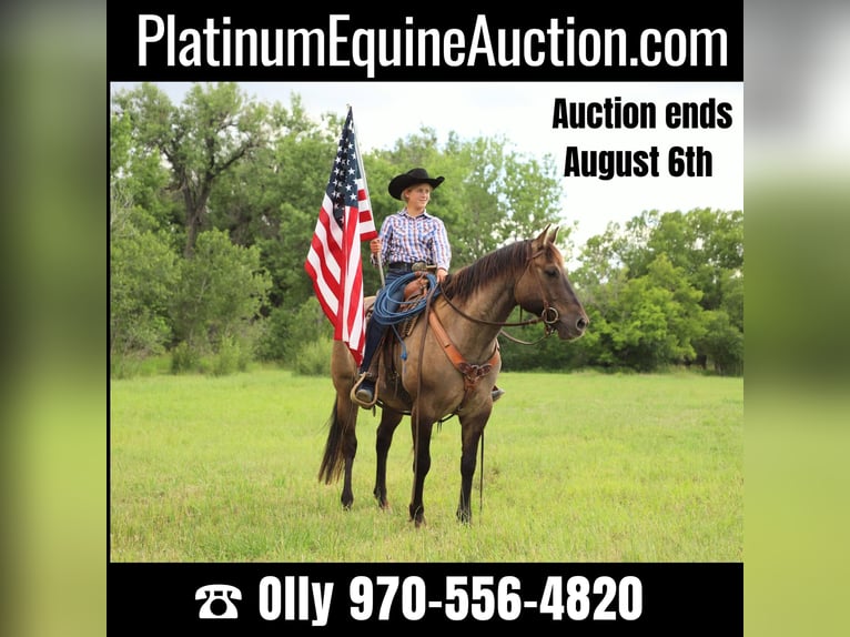 American Quarter Horse Castrone 13 Anni 155 cm Grullo in Nunn CO