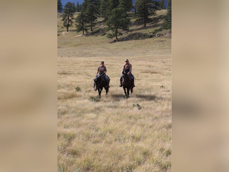American Quarter Horse Castrone 13 Anni 155 cm Morello in Fort Collins