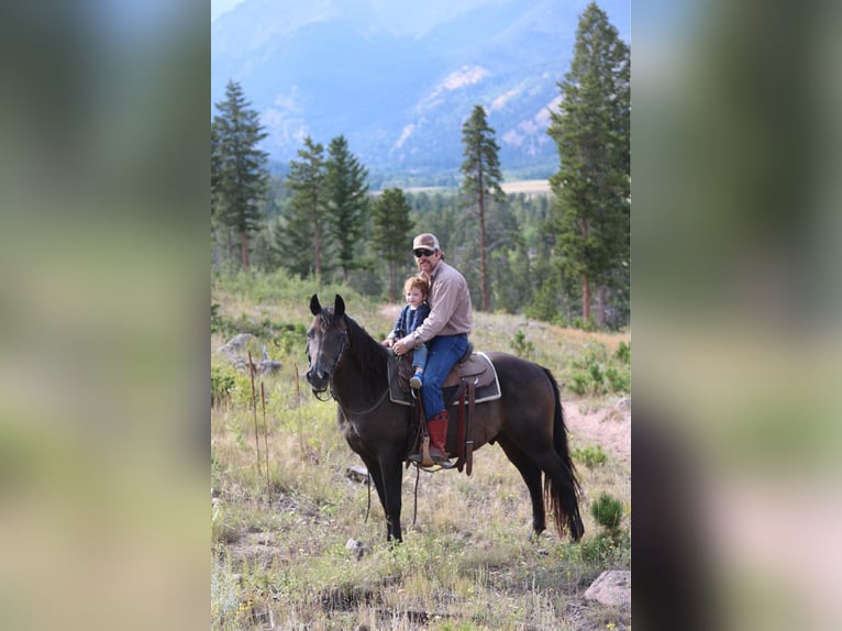American Quarter Horse Castrone 13 Anni 155 cm Morello in Fort Collins