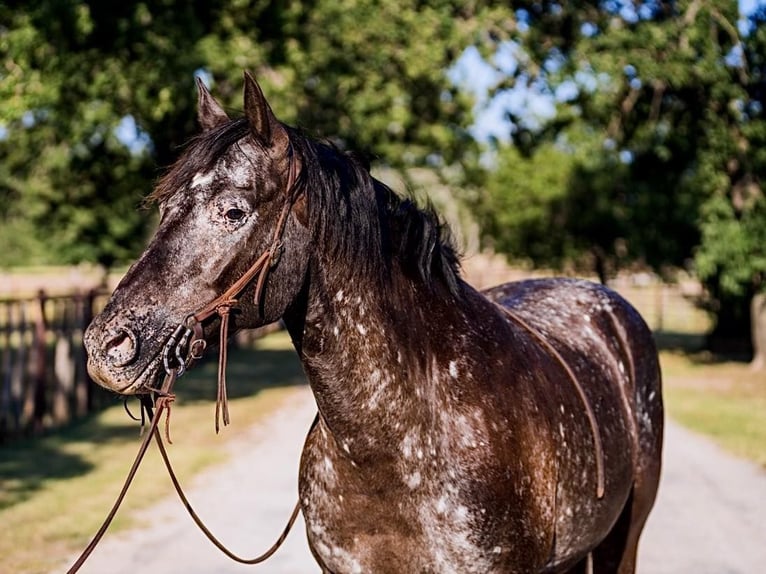 American Quarter Horse Castrone 13 Anni 155 cm Morello in Lipan, TX