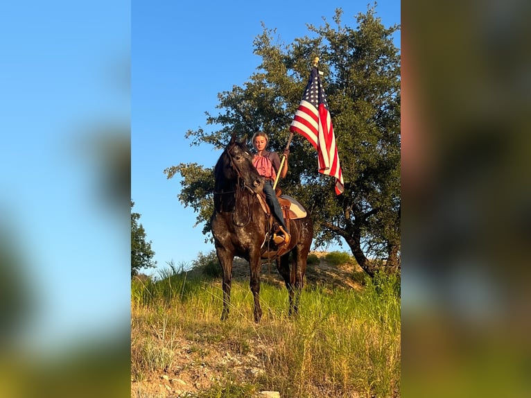 American Quarter Horse Castrone 13 Anni 155 cm Morello in Lipan, TX