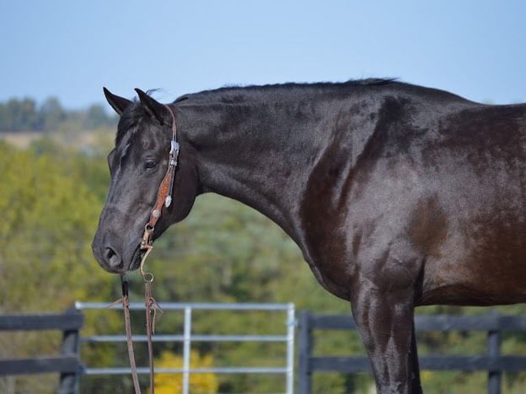 American Quarter Horse Castrone 13 Anni 155 cm Morello in Wooster OH