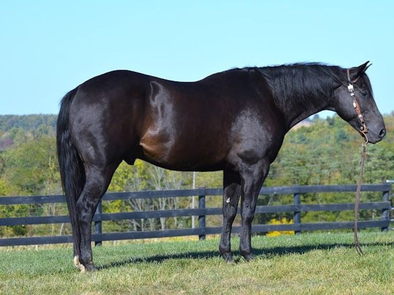 American Quarter Horse Castrone 13 Anni 155 cm Morello in Wooster OH