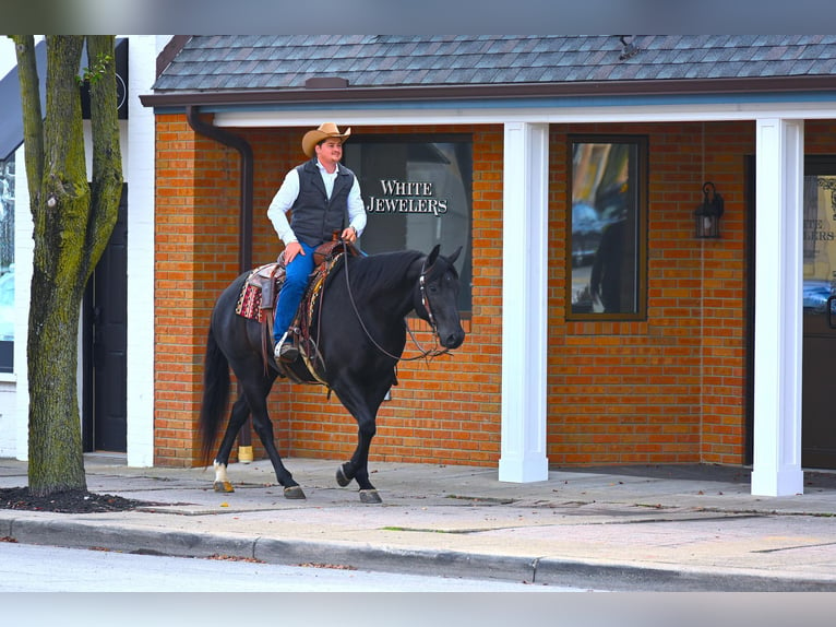 American Quarter Horse Castrone 13 Anni 155 cm Morello in Wooster OH