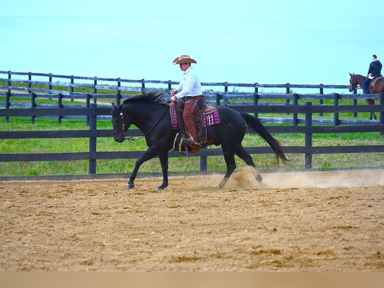 American Quarter Horse Castrone 13 Anni 155 cm Morello in Wooster OH