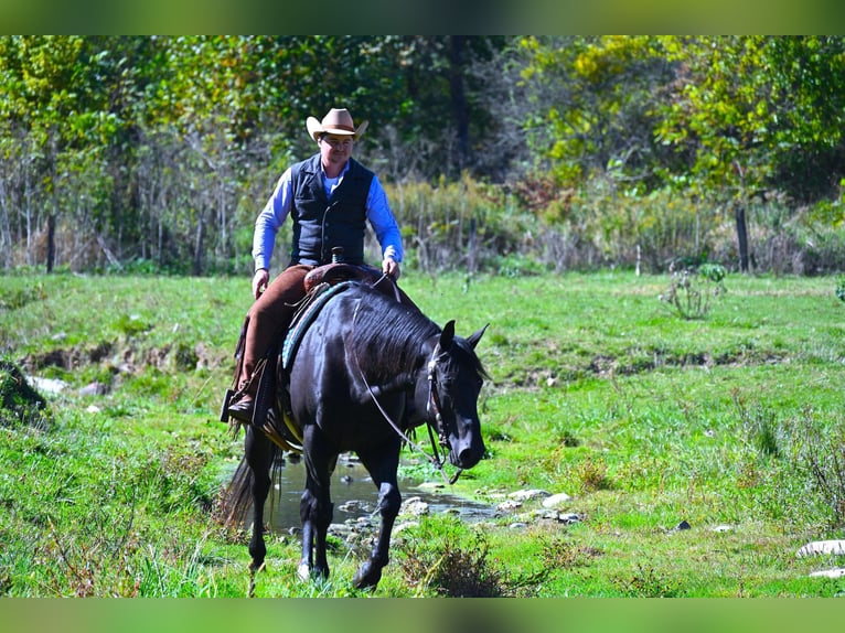 American Quarter Horse Castrone 13 Anni 155 cm Morello in Wooster OH