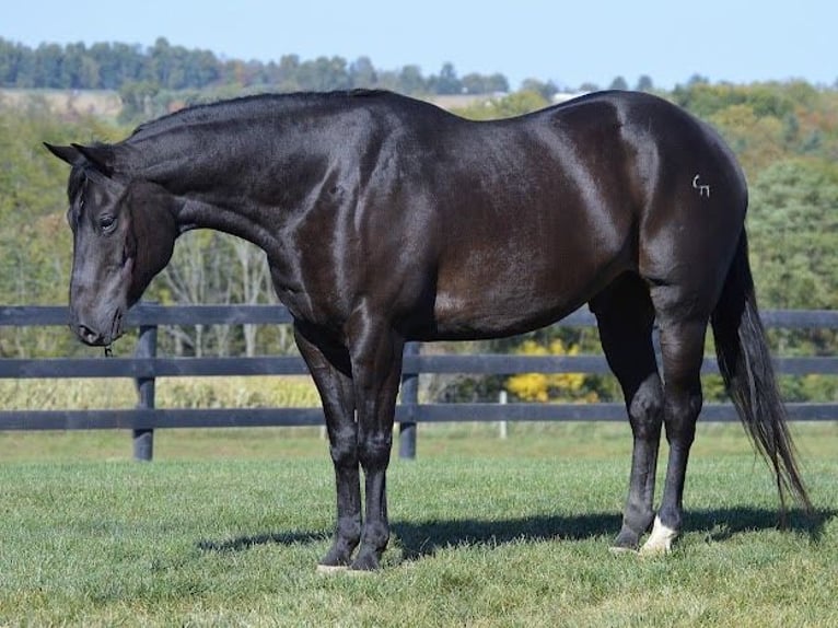 American Quarter Horse Castrone 13 Anni 155 cm Morello in Wooster OH