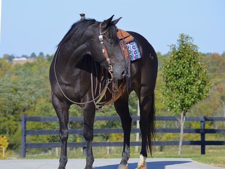 American Quarter Horse Castrone 13 Anni 155 cm Morello in Wooster OH