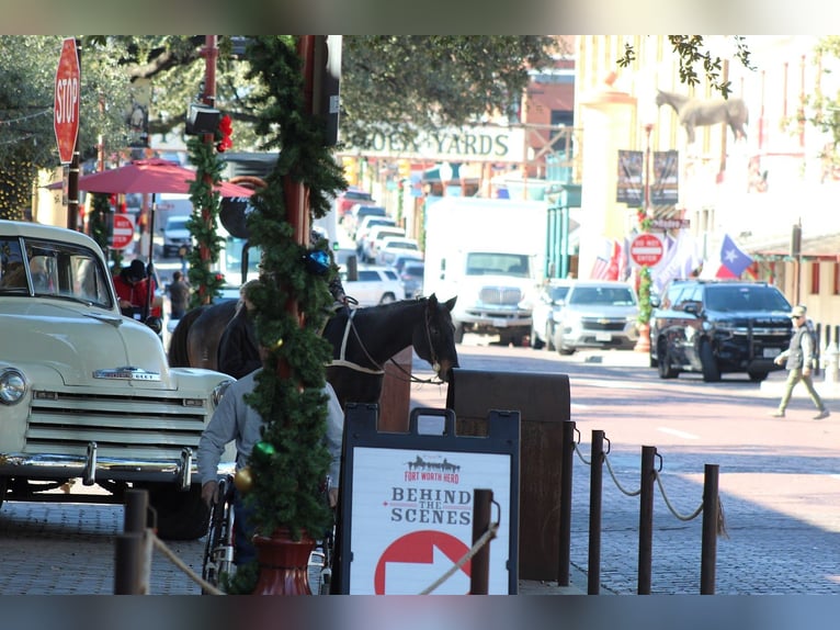 American Quarter Horse Castrone 13 Anni 155 cm Morello in Stephenville