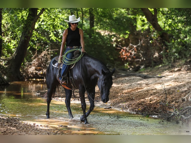 American Quarter Horse Castrone 13 Anni 155 cm Morello in Troup, TX