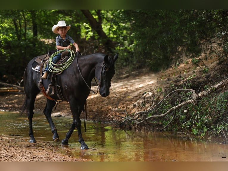 American Quarter Horse Castrone 13 Anni 155 cm Morello in Troup, TX