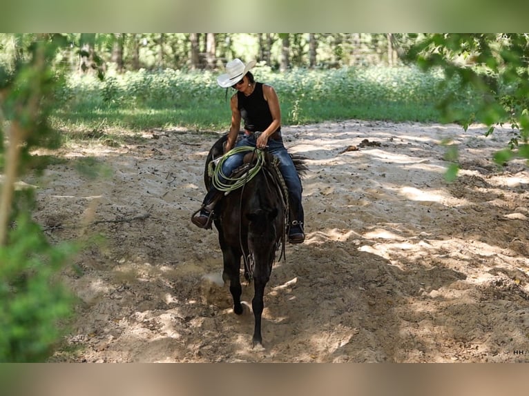 American Quarter Horse Castrone 13 Anni 155 cm Morello in Troup, TX