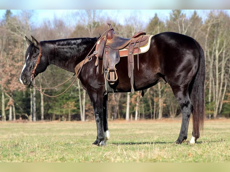 American Quarter Horse Mix Castrone 13 Anni 155 cm Morello in Claion, PA