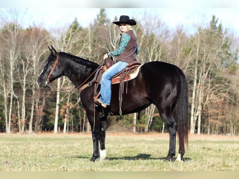American Quarter Horse Mix Castrone 13 Anni 155 cm Morello in Claion, PA