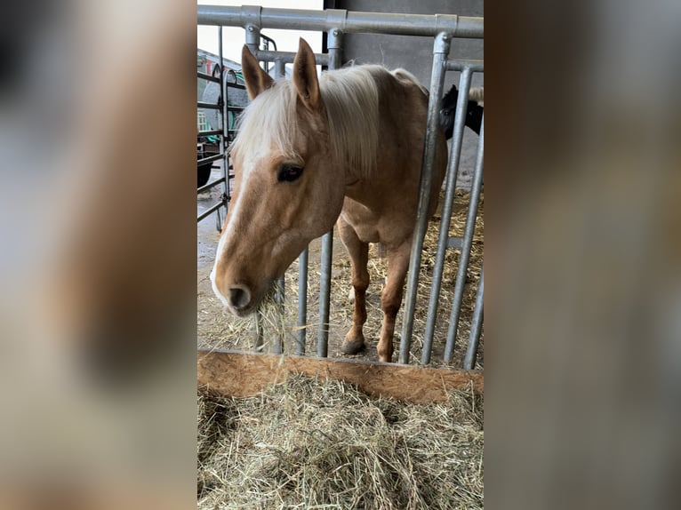 American Quarter Horse Castrone 13 Anni 155 cm Palomino in Vichten