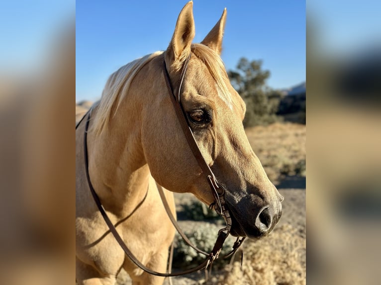 American Quarter Horse Castrone 13 Anni 155 cm Palomino in Bitterwater CA