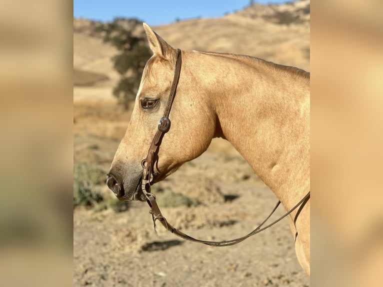 American Quarter Horse Castrone 13 Anni 155 cm Palomino in Bitterwater CA