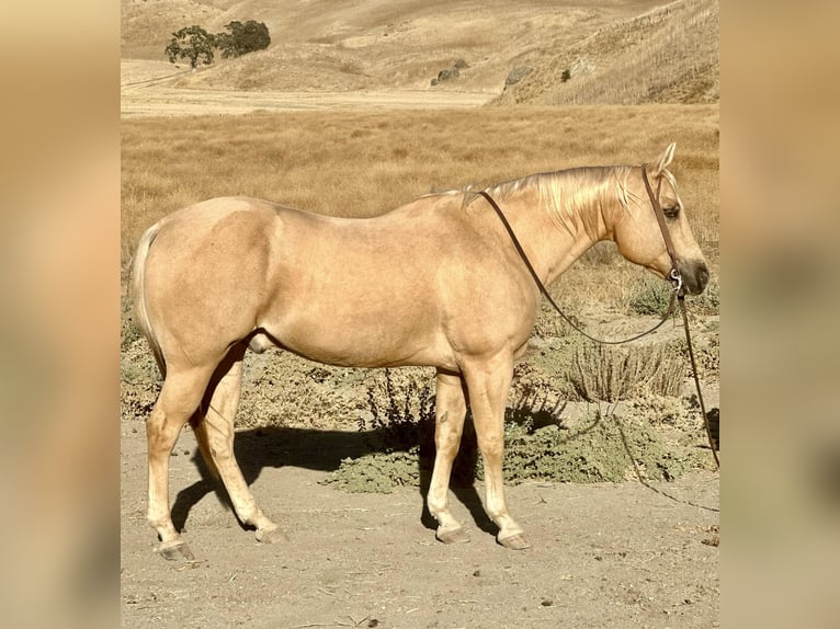 American Quarter Horse Castrone 13 Anni 155 cm Palomino in Bitterwater CA