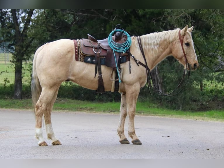 American Quarter Horse Mix Castrone 13 Anni 155 cm Palomino in Joshua, TX