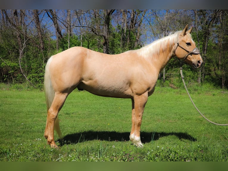 American Quarter Horse Castrone 13 Anni 155 cm Palomino in Hillsboro KY