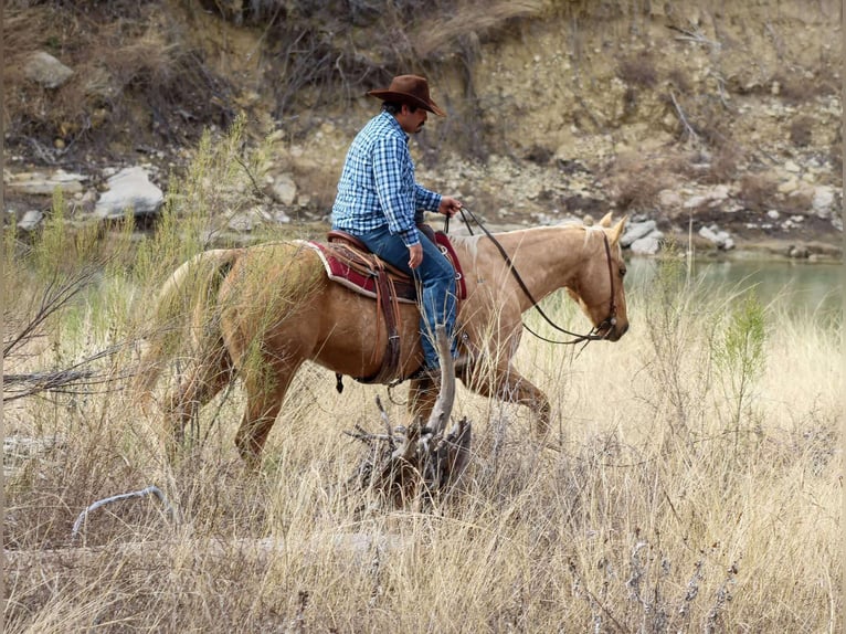 American Quarter Horse Castrone 13 Anni 155 cm Palomino in Stephenville TX