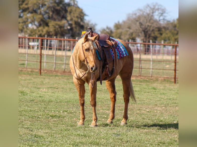 American Quarter Horse Castrone 13 Anni 155 cm Palomino in Stephenville TX