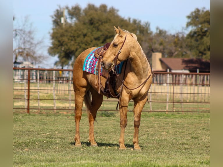 American Quarter Horse Castrone 13 Anni 155 cm Palomino in Stephenville TX