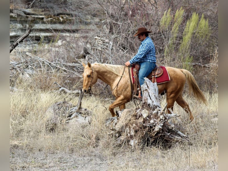 American Quarter Horse Castrone 13 Anni 155 cm Palomino in Stephenville TX