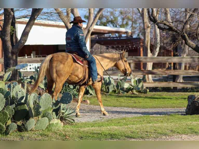 American Quarter Horse Castrone 13 Anni 155 cm Palomino in Stephenville TX