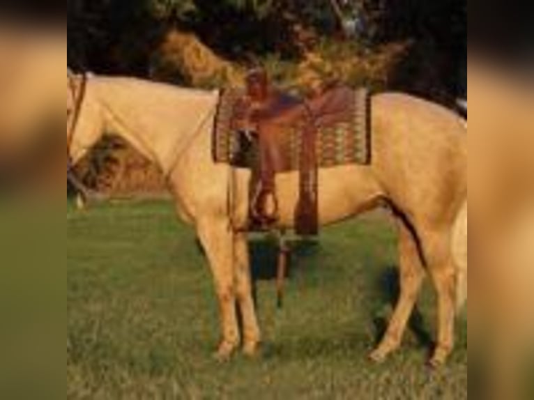 American Quarter Horse Castrone 13 Anni 155 cm Palomino in Turlock CA