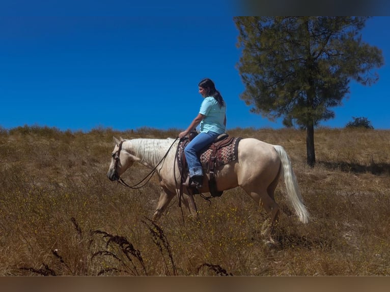 American Quarter Horse Castrone 13 Anni 155 cm Palomino in Turlock, CA