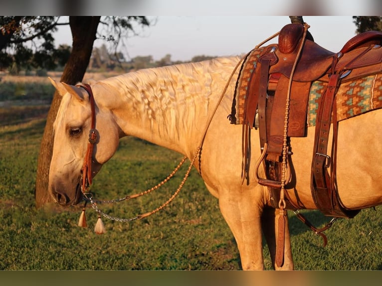 American Quarter Horse Castrone 13 Anni 155 cm Palomino in Turlock, CA