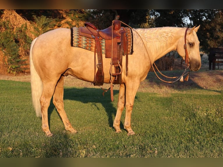 American Quarter Horse Castrone 13 Anni 155 cm Palomino in Turlock, CA