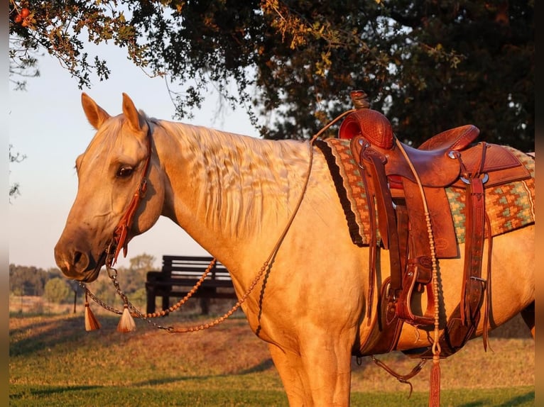 American Quarter Horse Castrone 13 Anni 155 cm Palomino in Turlock, CA