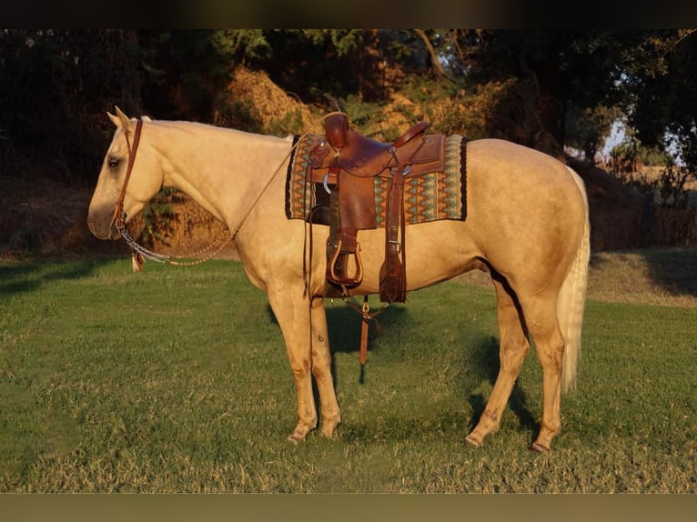 American Quarter Horse Castrone 13 Anni 155 cm Palomino in Turlock, CA