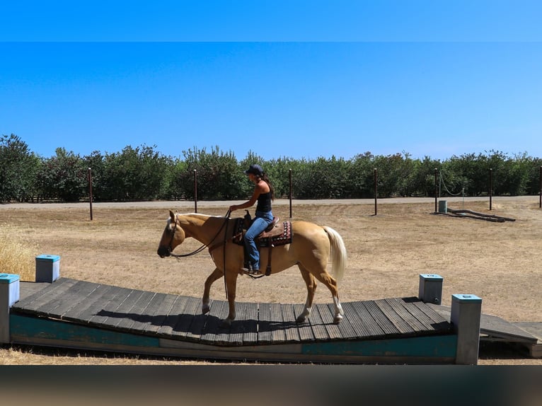 American Quarter Horse Castrone 13 Anni 155 cm Palomino in PLEASANT GROVE, CA